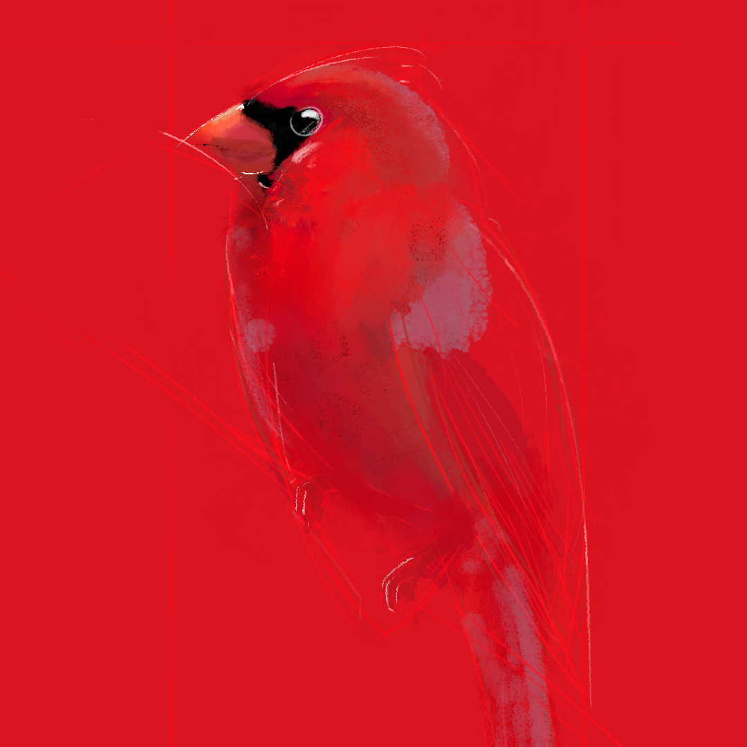 CARDINAL_BIRD_5