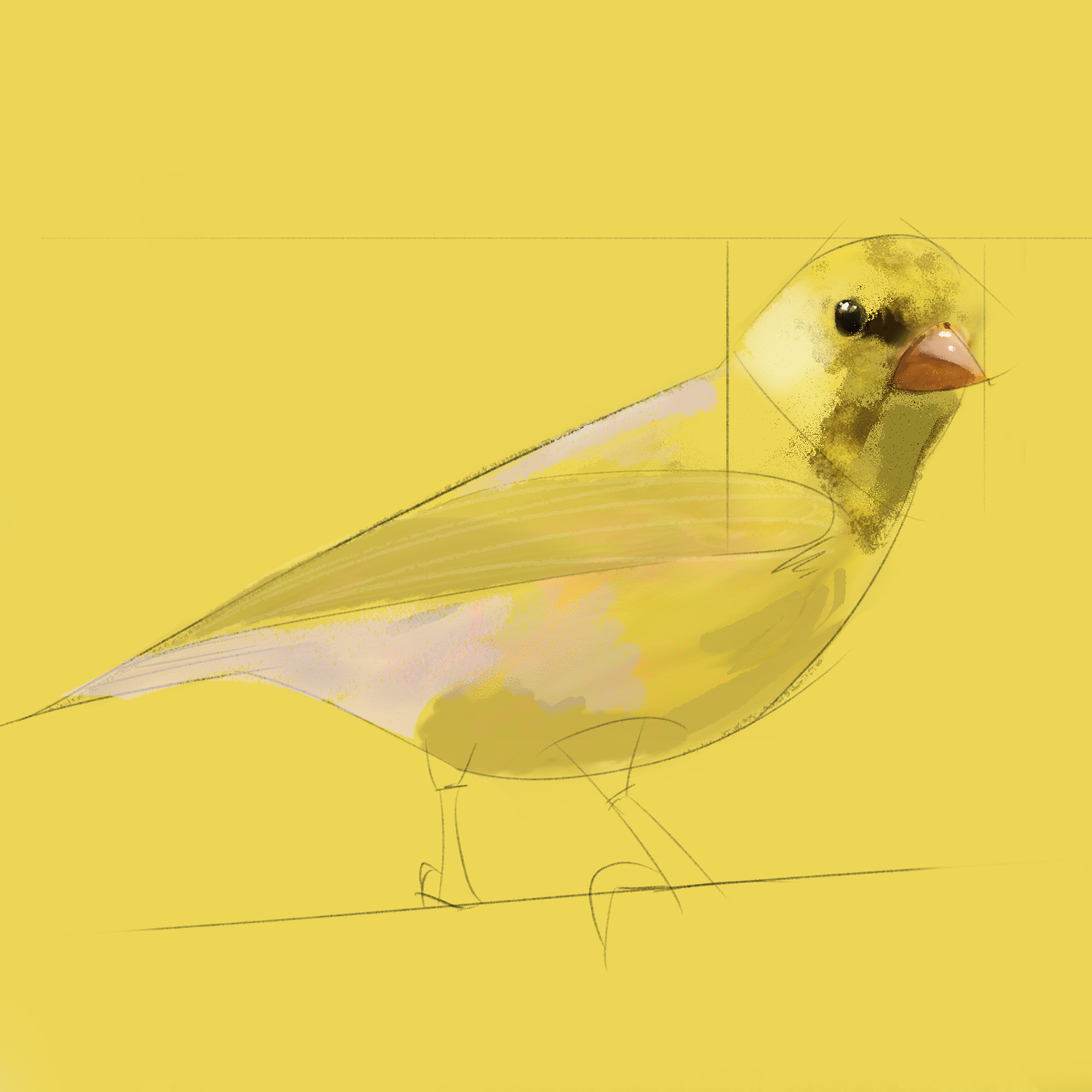 YELLOW_BIRD_6